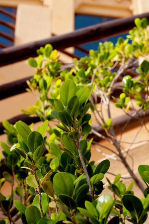 Exotic plant outdoors on a sunny day, closeupの写真素材