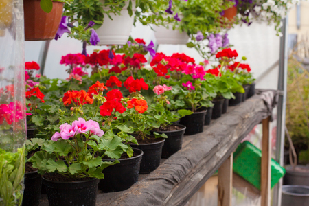 Sale of multi-colored petunias that are grown in the greenhouse. Selective focus.の写真素材