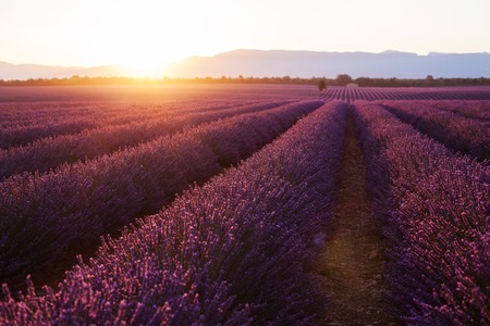 Beautiful frigid fields at sunset. Valensole, Provence, Franceの写真素材