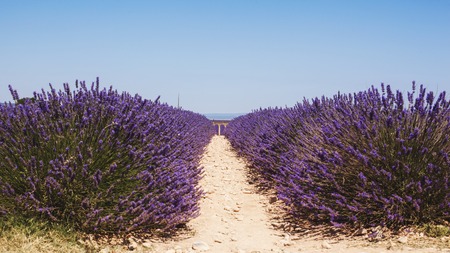 Beautiful fragrant lavender field in bright light Valensole, Provence, Franceの写真素材