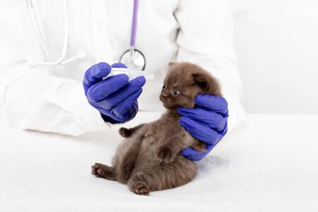 Veterinarian introduces eye drops to a beautiful little kitten with conjunctivitisの写真素材