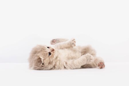 British kitten lies on its back and plays, white backgroundの写真素材