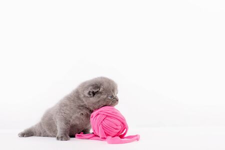 Gray british kitten playing with a pink clew on a white backgroundの写真素材