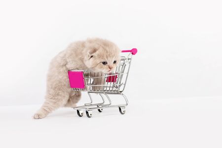 Beautiful british kitten rolls a shopping basket on a white backgroundの写真素材