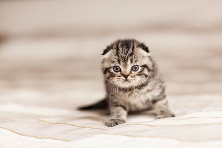 Striped little british kitten sitting on a plaid and looking at the frameの写真素材