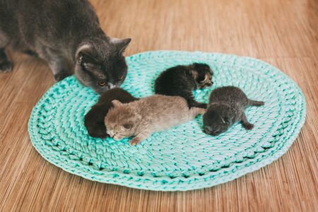 The cat licks newborn kittens sleeping on a rugの写真素材
