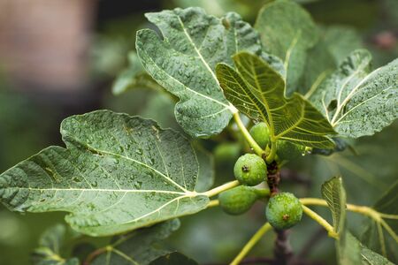 Unripe figs on a branch with leaves, closeupの写真素材