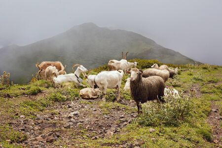 Mountain goats and kazel graze on a pasture in the mountains of Abkhaziaの写真素材