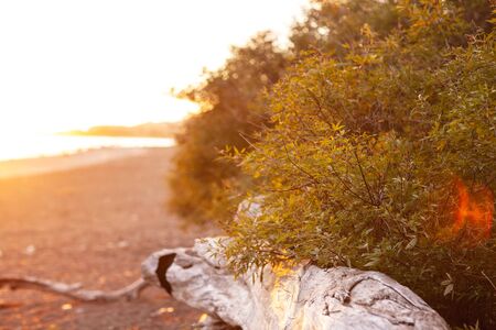 Old tree lying on the shore at sunset