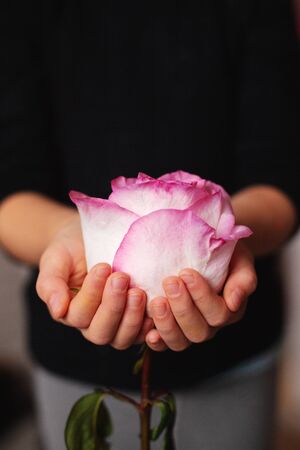 Pink rose, beautiful flower in the hands of a young girl on Valentine's day, wedding. side viewの写真素材
