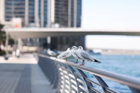 Seagulls sit on the parapet against the backdrop of the city landscape. Birds stand on the fence on the embankmentの写真素材