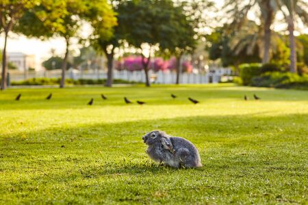 A grey rabbit sits warily in the summer sun on a green meadow in a city Park