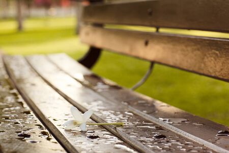 A delicate white flower is lying on a wooden bench wet after the rainの写真素材
