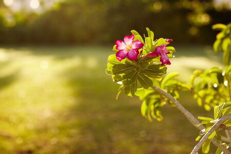 A bright pink flower on a green branch blooms in the garden. Flowering shrub, flowering shrub....