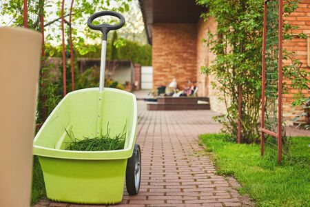 The hand throws the newly mown grass into the garden wheelbarrow