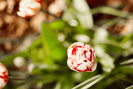 A white-red Tulip blooms against a background of green foliage. Tulip, close-up, top viewの写真素材