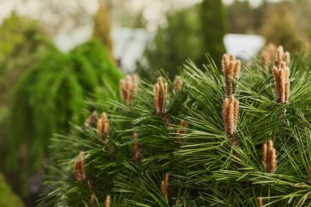 Young flowering shoots of pine trees on the tops of the pine branches. Decorative trees, evergreen trees, garden decorationの写真素材