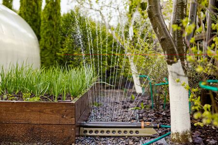 Green onions grow in a special garden box. Onion bed during wateringの写真素材