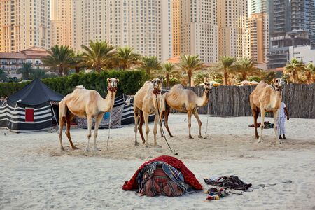 Camels stand on a beach with a Bedouin tent and skyscrapers in the background in Dubaiの写真素材