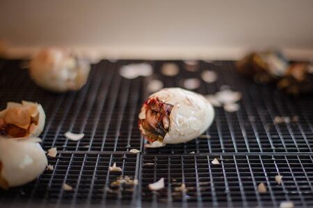Ducklings hatch from an egg in an incubator. Cultivation of poultry. Agriculture, poultry farmingの写真素材