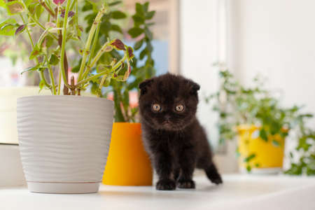 Black cute British kitten is sitting on the windowsill and look at the camera, there are pots of flowers next to it. Pets, Pets, care, friendshipの写真素材