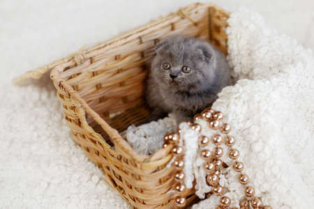 A grey British kitten is sitting in a wicker basket, with gold beads and a white soft blanket hanging from the basket. Christmas card, holiday, gift. Christmas and new year conceptの写真素材