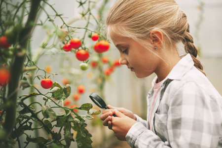 A beautiful little girl examines small cherry tomatoes through a magnifying glass. Curious children.