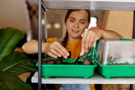 Close-up of a womans hands holding a young seedling over other sprouts. Seedlings, home gardening, vegetable gardenの写真素材