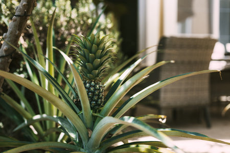 Pineapple grows in a pot in the garden in a street cafeの写真素材