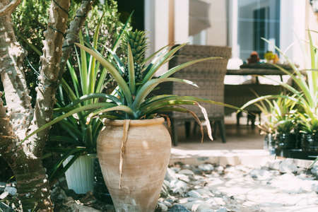Pineapple grows in a pot in the garden in a street cafe