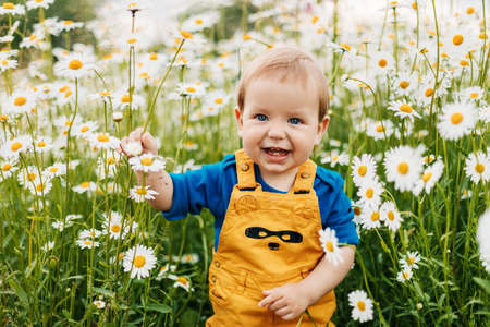 A blue-eyed and fair-haired boy stands in a flowery meadow with chamomile flowers and smilesの写真素材