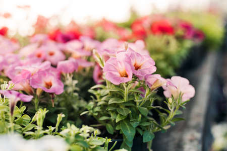 Young plants of pink petunias in pots, a greenhouse with seedlings of flowers. The concept of home gardening, plant sales.の写真素材