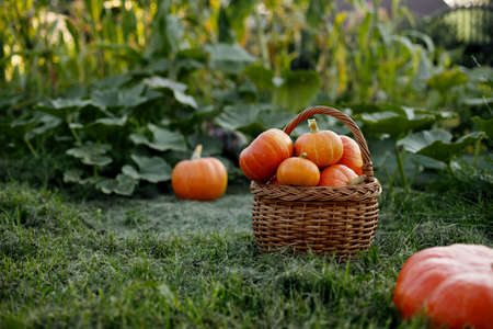 A basket with freshly picked pumpkins is placed on the edge of the garden. Harvest time, autumnの写真素材