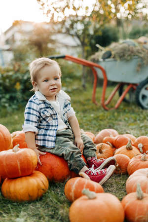 A blonde-haired baby is sitting on a pile of ripe pumpkins in the garden. Harvest, autumn, Halloween. Space for the textの写真素材