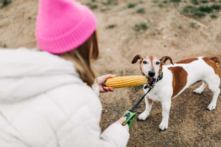 Happy teenage girl hugging and feeding her dog Jack Russell Terrier in a field against the backdrop of a cornfield in autumnの写真素材