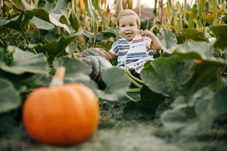 A charming little boy is sitting in the garden with pumpkins. Farming, harvesting. American tradition, Halloweenの写真素材