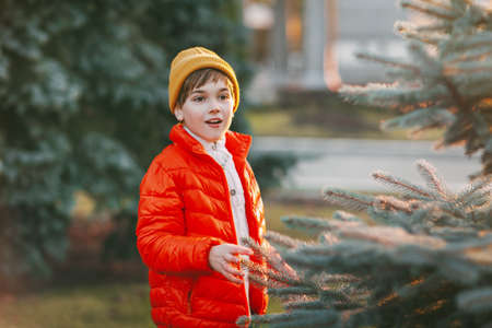 A charming boy walks in the park, happily chooses a Christmas tree for the holiday. The concept of Christmas and New Yearの写真素材