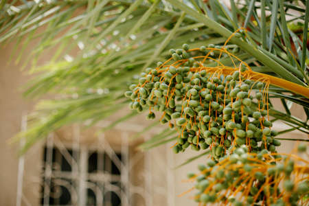 Green bunches of dates on a palm tree against the background of the building wall. Close-up.