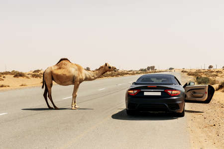 Two one-humped Arab camels crossing the road next to a parked car, Dubai United Arab Emirates.