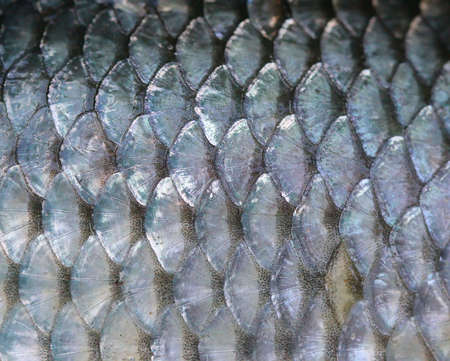 texture of fish scalesの写真素材