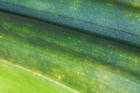 green leaf linesの写真素材