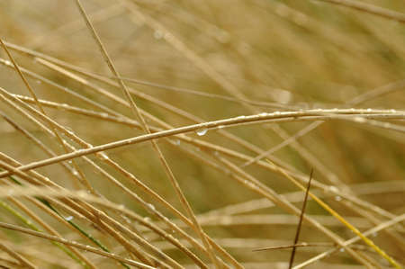 freshnessの写真素材