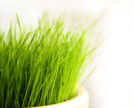 green grassの写真素材