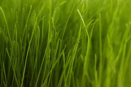 green grass