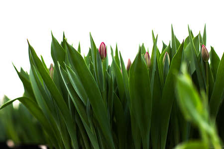 Fresh tulips in the greenhouseの写真素材