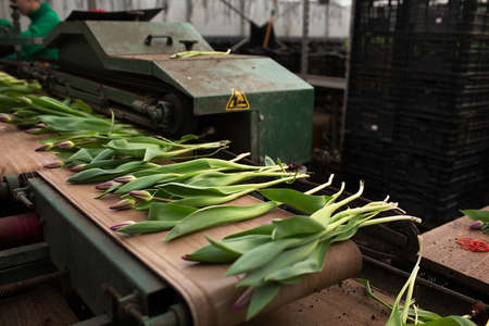 Fresh tulips in the greenhouse