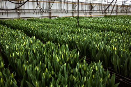 Fresh tulips in the greenhouseの写真素材