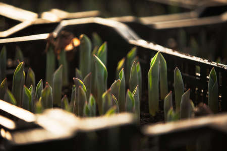 Fresh tulips in the greenhouseの写真素材