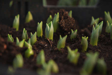 Fresh tulips in the greenhouseの写真素材
