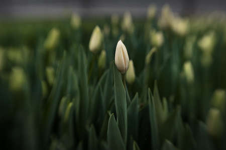 Fresh tulips in the greenhouseの写真素材